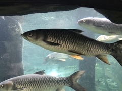 Leptobarbus hoevenii