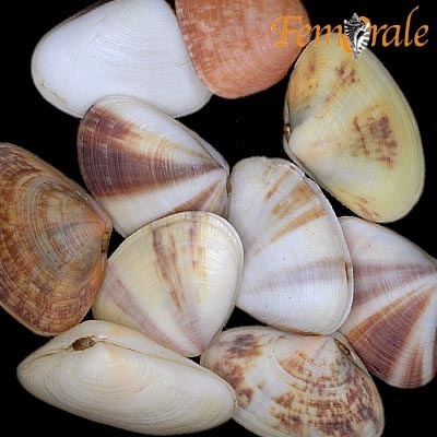 Pacific Bean Donax