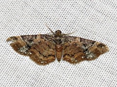 Melanthia ustiplaga