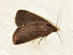 Nodaria nodosalis