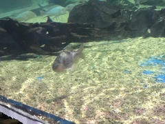 Striuntius lateristriga