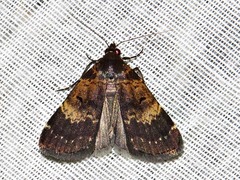 Hydrillodes uliginosalis