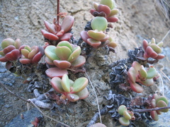 Sedum laxum