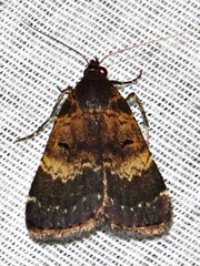 Hydrillodes uliginosalis