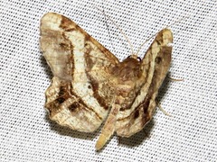 Chiasmia umbrata