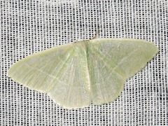 Neromia rubripunctilla