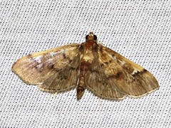 Prophantis