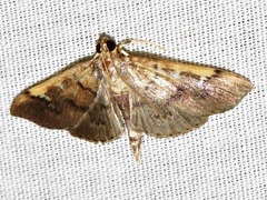 Prophantis