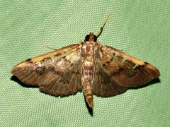 Prophantis