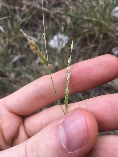 Image of Eriochloa pseudoacrotricha by (c) Thomas Mesaglio, some rights reserved (CC BY)