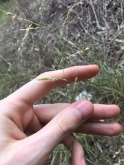 Eriochloa pseudoacrotricha