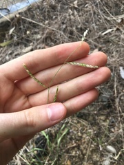 Eriochloa pseudoacrotricha