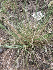 Eriochloa pseudoacrotricha