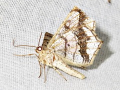 Chiasmia simplicilinea