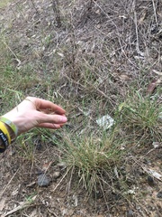 Eriochloa pseudoacrotricha