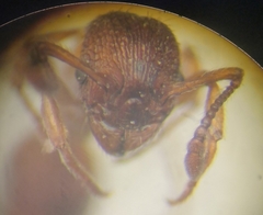 Myrmica rugulosa