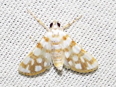 Obtusipalpis pardalis