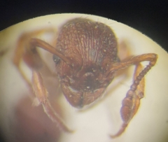 Myrmica rugulosa