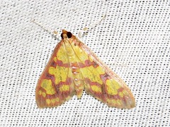 Stenochora lancinalis