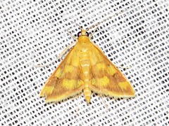 Pyrausta phoenicealis