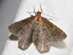 Chiasmia confuscata