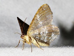 Chiasmia confuscata