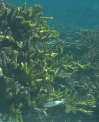 Acropora robusta