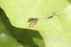 Tachysphex nigerrimus