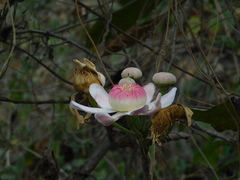 Gustavia angustifolia