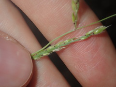 Eriochloa pseudoacrotricha
