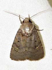 Caradrina tenebrata