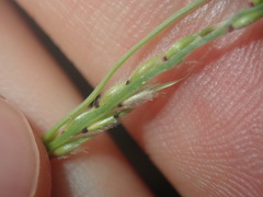 Eriochloa pseudoacrotricha