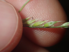 Eriochloa pseudoacrotricha