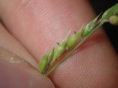 Eriochloa pseudoacrotricha
