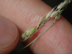 Eriochloa pseudoacrotricha