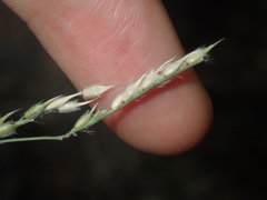 Eriochloa pseudoacrotricha