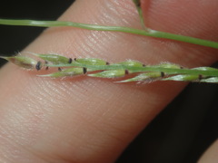 Eriochloa pseudoacrotricha