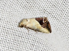 Lithacodia caffristis