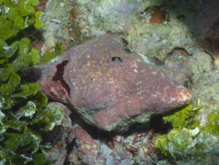 Fasciolariidae