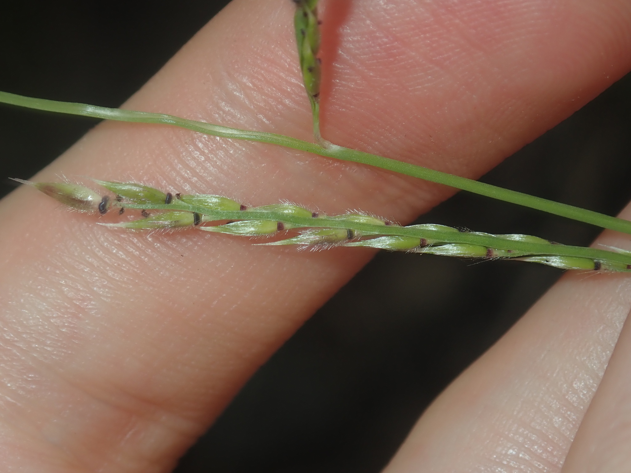 Eriochloa pseudoacrotricha