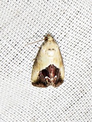 Lithacodia caffristis