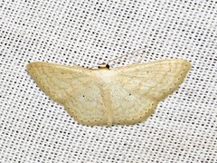 Scopula spoliata