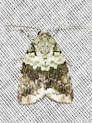 Blenina squamifera