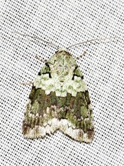 Blenina squamifera