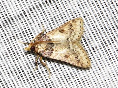 Loryma basalis