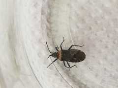 Vazquezitocoris