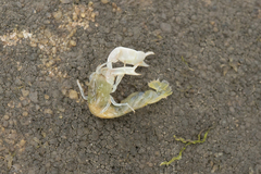 Biffarius limosus
