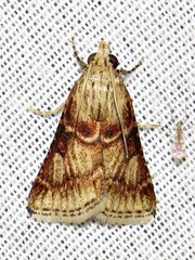 Zitha allutalis