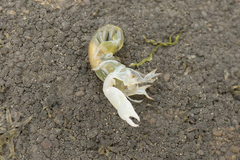 Biffarius limosus