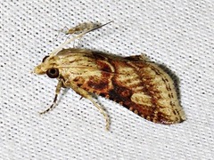 Zitha allutalis